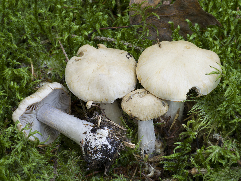 Cortinarius cremeiamarescens